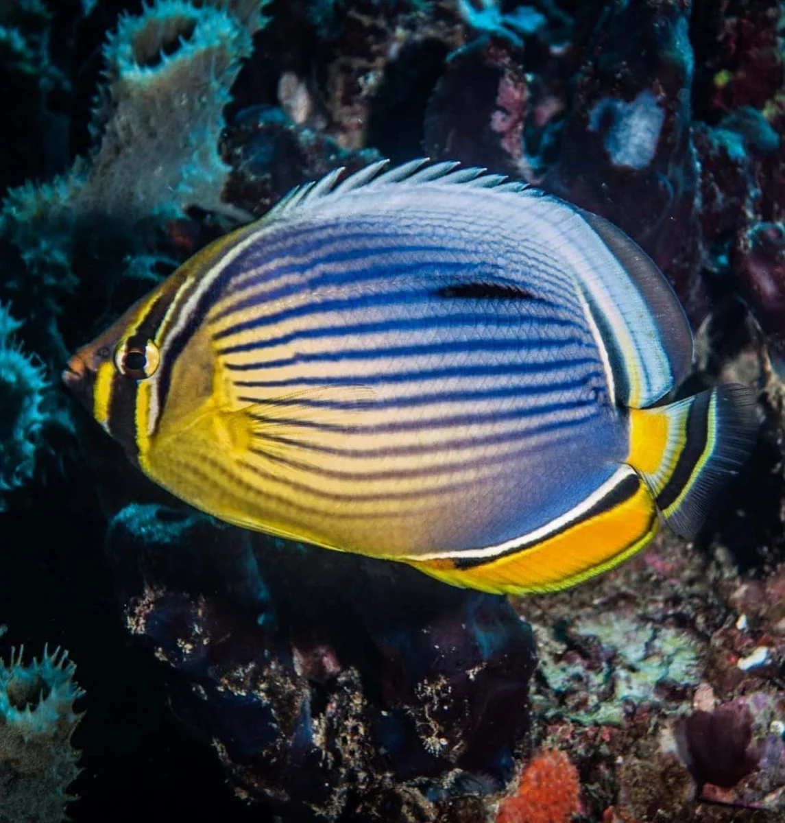 Melon Butterflyfish