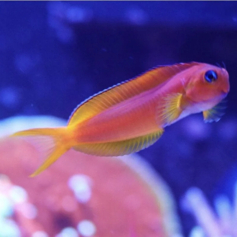 Midas Blenny African