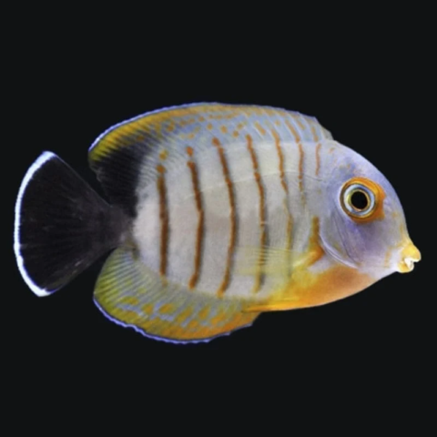 Mimic Eibli Tang