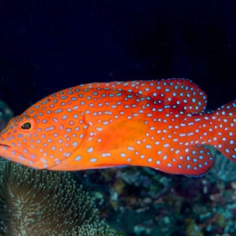 Miniatus Grouper