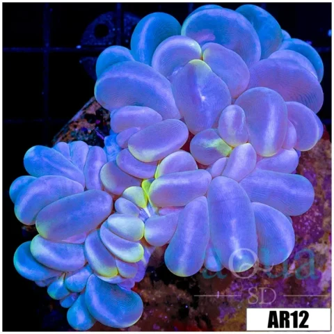 Mint Patch Bubble Coral