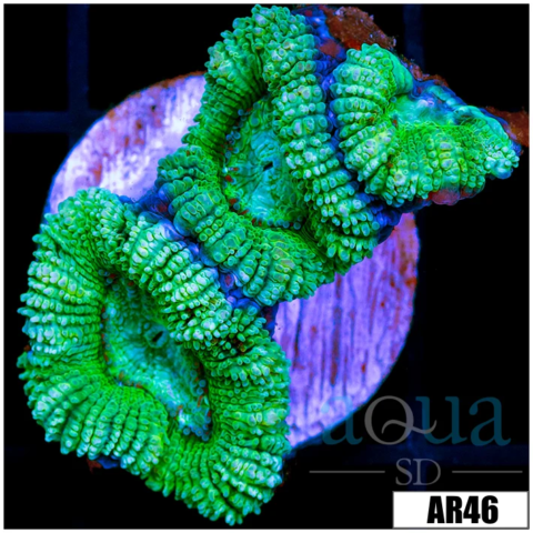 Minty Fresh Acan Lord