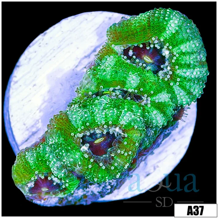 Minty Fresh Acan Lord - Image 2