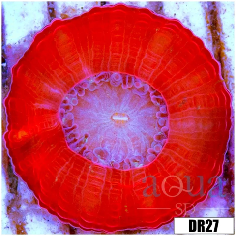 Monsoon Captive Spawned Acan Lord