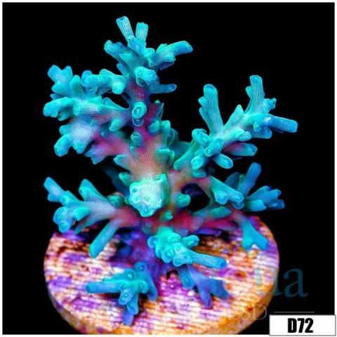 Monsoon Cultured Ice Tort