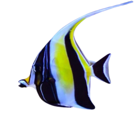 Moorish Idol (EXPERT ONLY)