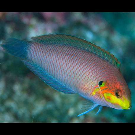 Moyer’s Leopard Wrasse (No DOA Guarantee)