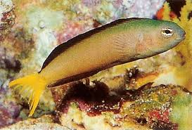 Mozambique/Mimic Fang Blenny