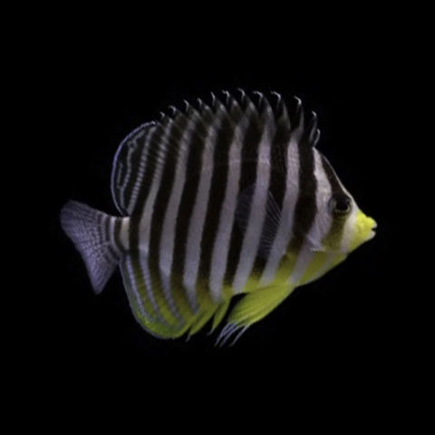 Multi Bar Angelfish