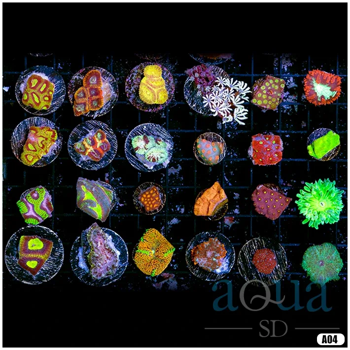 MULTIPLES AVAILABLE - Big Boy Pack - 24 Assorted LPS and Softie Frags