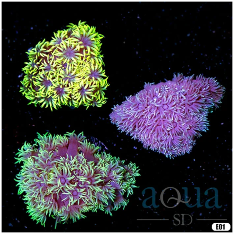 Multiples Available - Triple Goniopora Mix Pack
