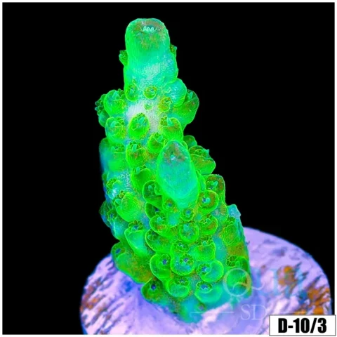 Mystical Glow Acropora