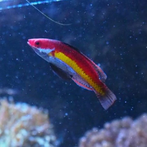 Naoki Wrasse