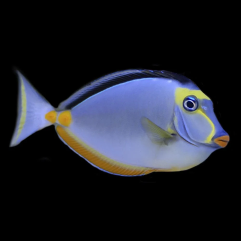 Naso Tang
