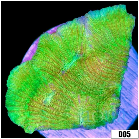 Neon Leptoseris