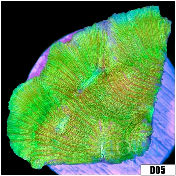 Neon Leptoseris