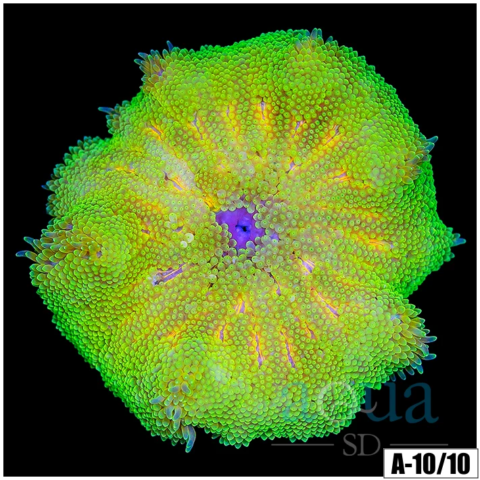 Neon Martinensis Carpet Anemone