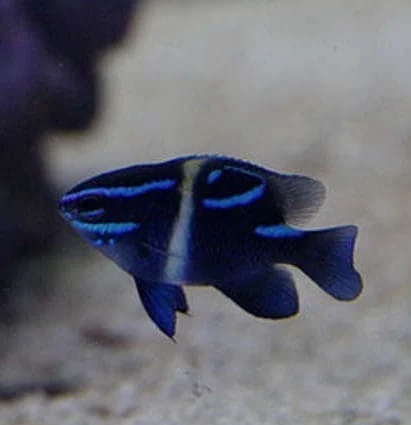 Neon Velvet Damsel