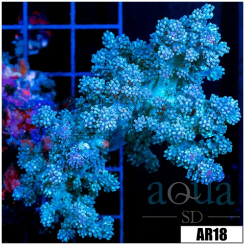 Nephthea Tree Coral