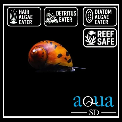Nerite Snail - Nerite sp