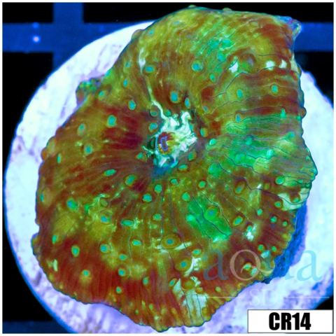 Nuclear Discosoma Mushroom