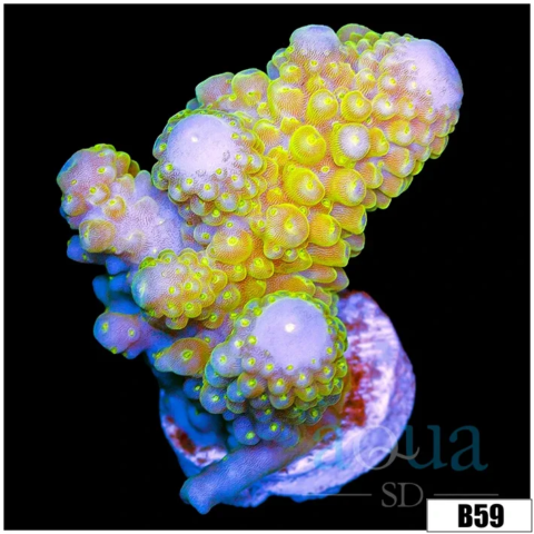 Nuclear Eyes Acropora