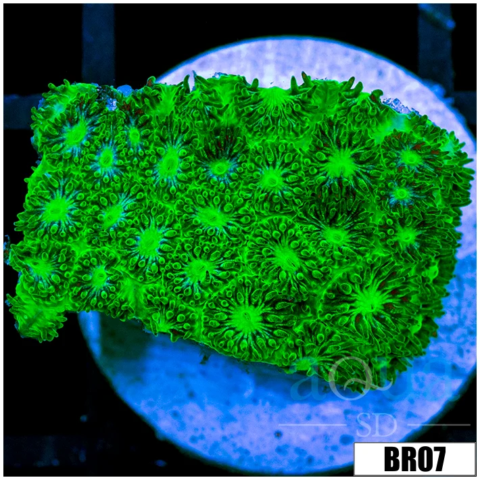 Nuclear Leptastrea