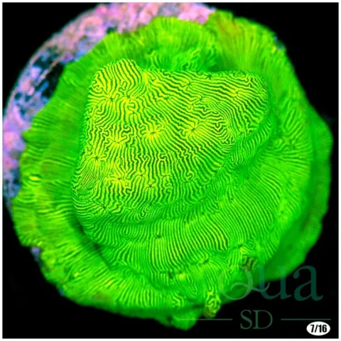 Nuclear Leptoseris Multiples Available