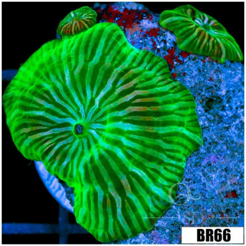 Nuclear Pinstripe Discosoma