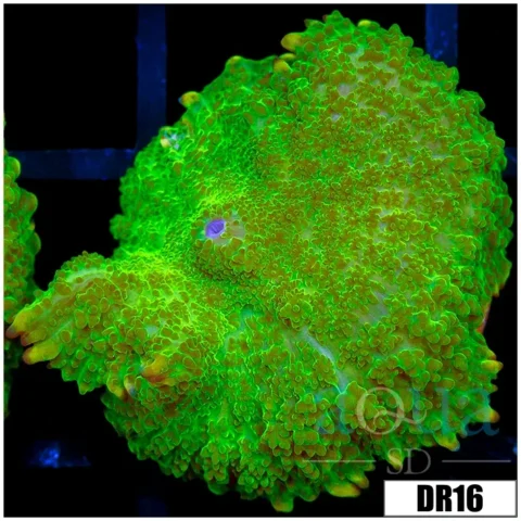 Nuclear Rhodactis Mushroom