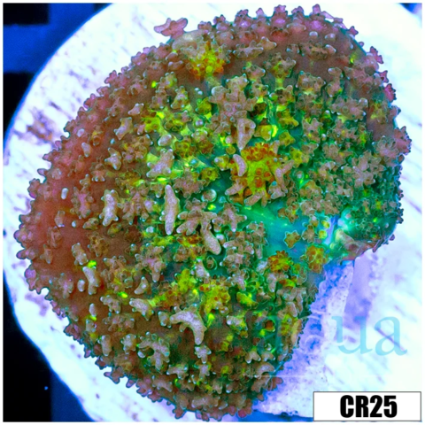 Nuclear Rhodactis Mushroom