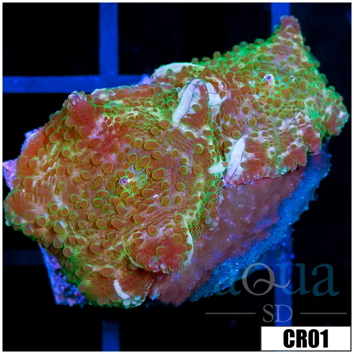 Nuclear Rhodactis Mushroom - Image 2