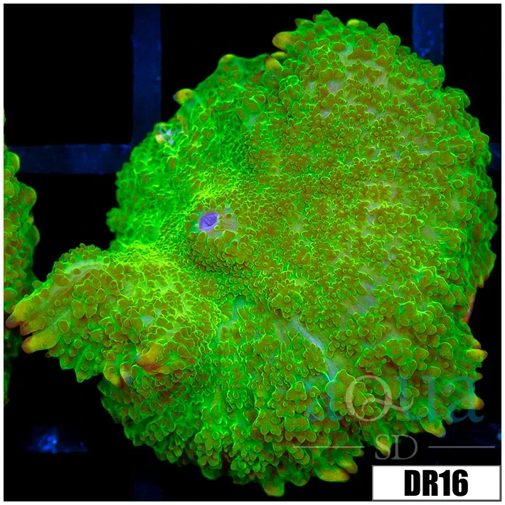 Nuclear Rhodactis Mushroom