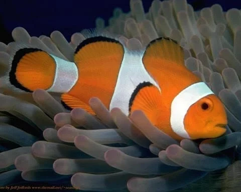 Ocellaris Clown WILD