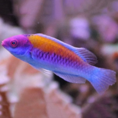 Orange Back Fairy Wrasse