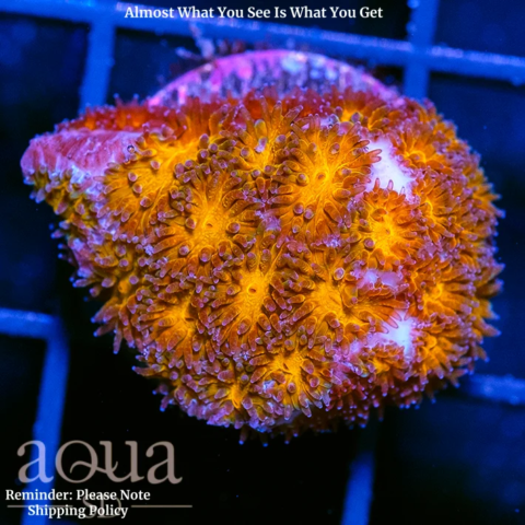 Orange Eye Leptastrea Multiples Available
