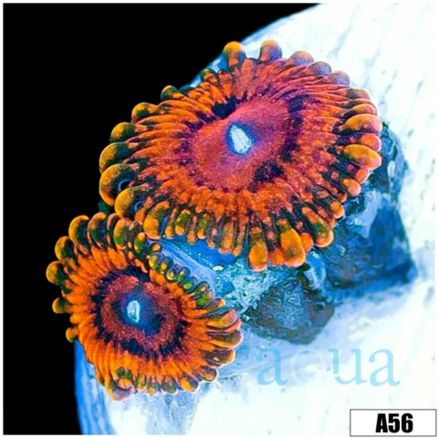 Orange Krak Zoas