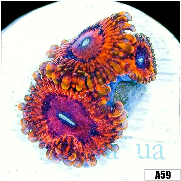 Orange Krak Zoas - Image 2