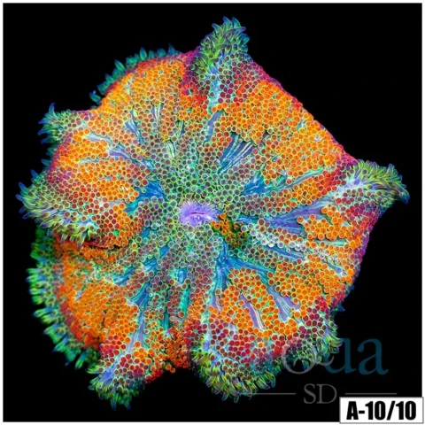 Orange Maxi Mini Carpet Anemone