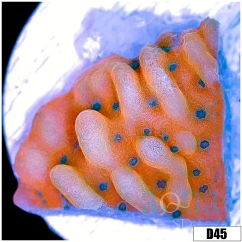 Orange Phoenix Montipora
