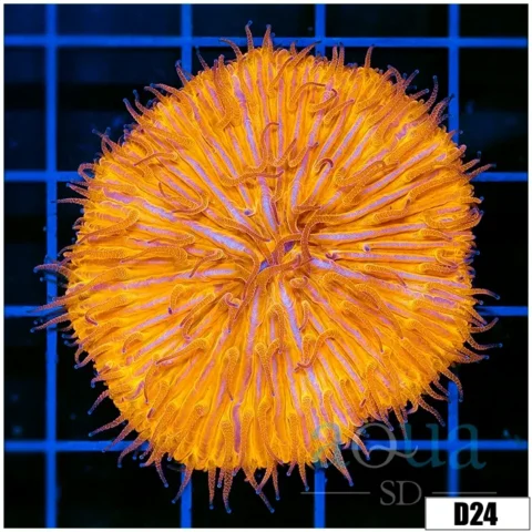 Orange Plate Coral