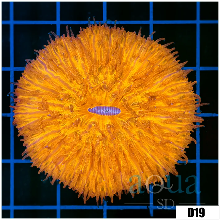 Orange Plate Coral - Image 2