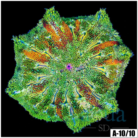 Orange Ring Maxi Mini Carpet Anemone