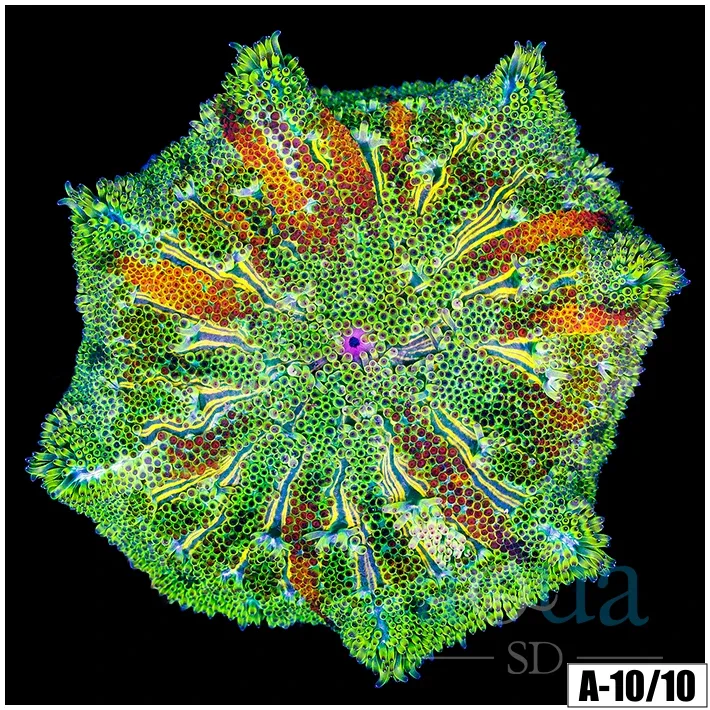Orange Ring Maxi Mini Carpet Anemone