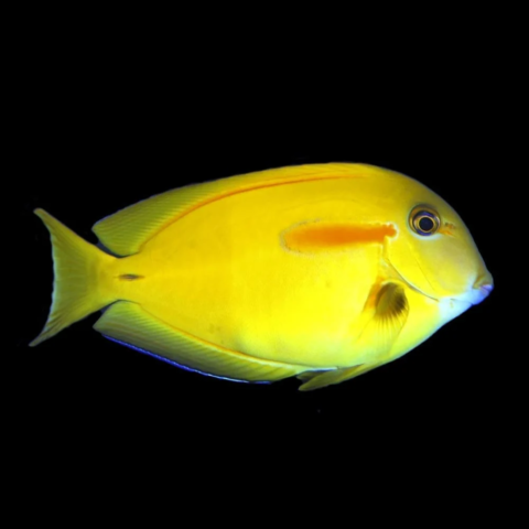 Orange shoulder Surgeon Tang
