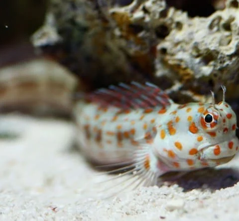 Orange Spotted Blenny