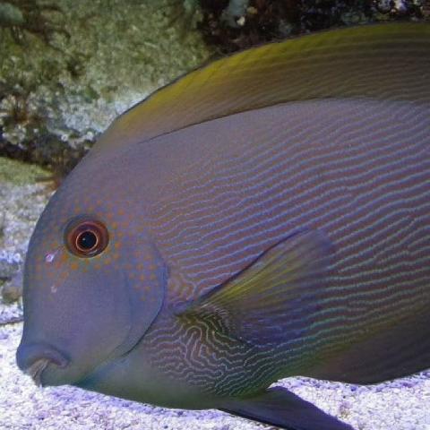 Orange Striped Bristletooth Tang