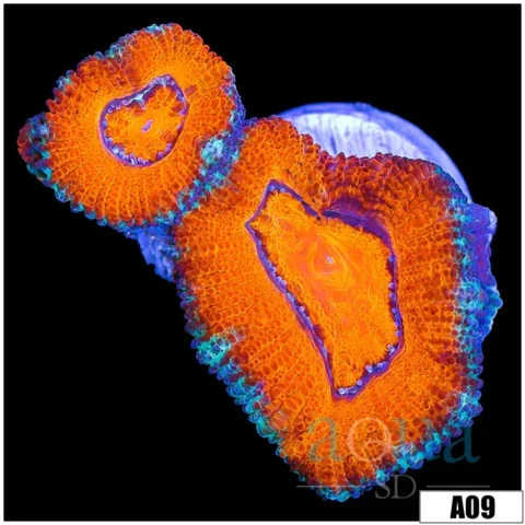 Orange Teal Claw Acan Lord