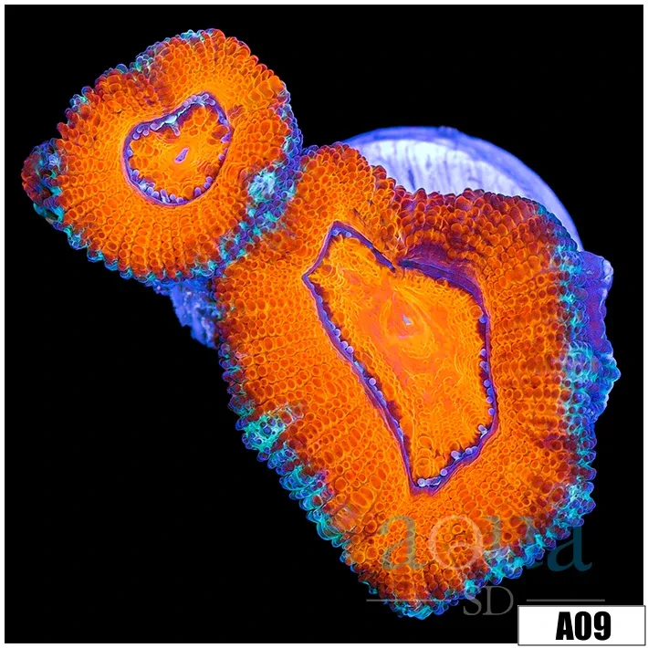 Orange Teal Claw Acan Lord