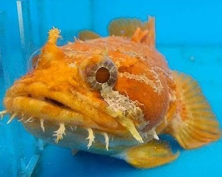 Orange Toadfish LARGE-XL